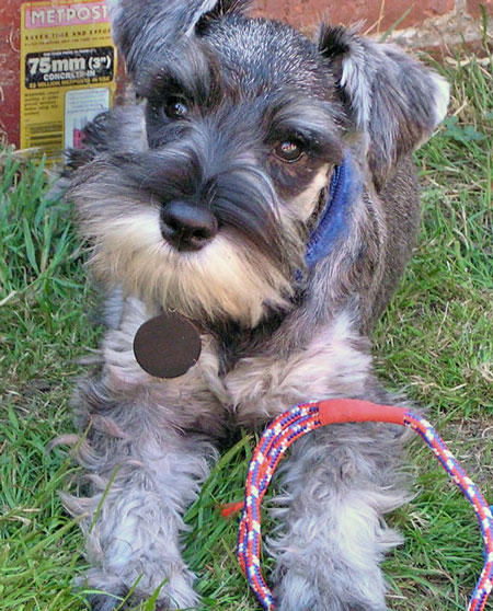 schnauzer family dog